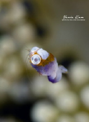 Look me in the eye (Idiomysis) by Vania Kam 